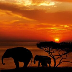 World Mood Media Ireland